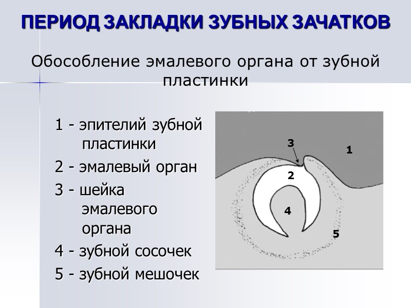 ПЕРИОД ЗАКЛАДКИ ЗУБНЫХ ЗАЧАТКОВ Обособление эмалевого органа от зубной пластинки  1 - эпителий